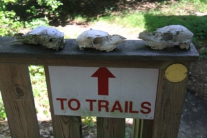 Skulls = always a great start for a trail.