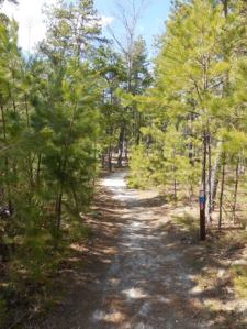 Lovely pitch pine forest on either side throughout this part of the hike.