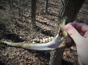 Deer jawbone.
