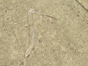 Snake skin found while wandering.