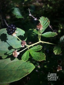 Parts of the trail are covered in briars, which have berries. One of the signs said these were good to eat, but the Pres and I weren't big on the taste, and spit them out.